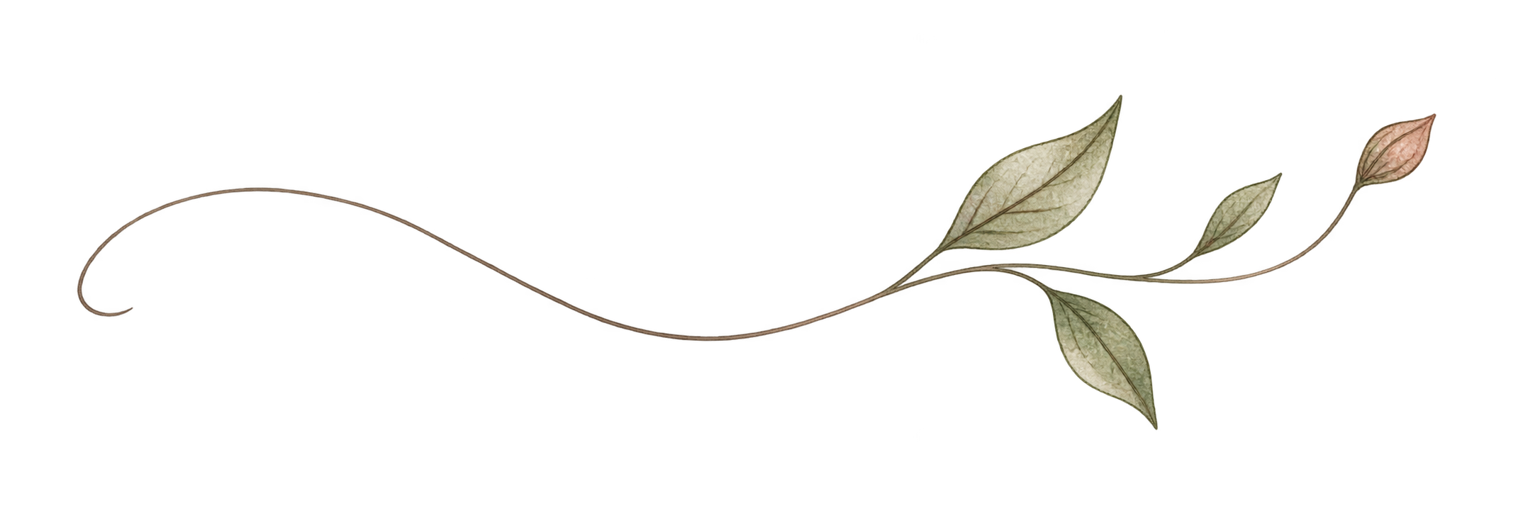 A slender hand-drawn stem opening into leaves and a small bud